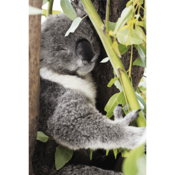 Koala Australien