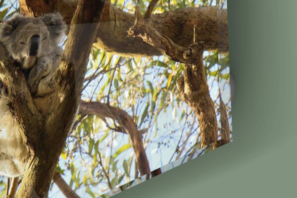 tableau koala qui dort sur plexi