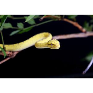 Python Morelia viridis Juvénile