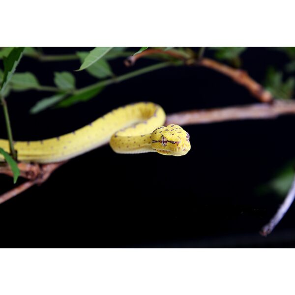 serpent python morelia viridis juvénile