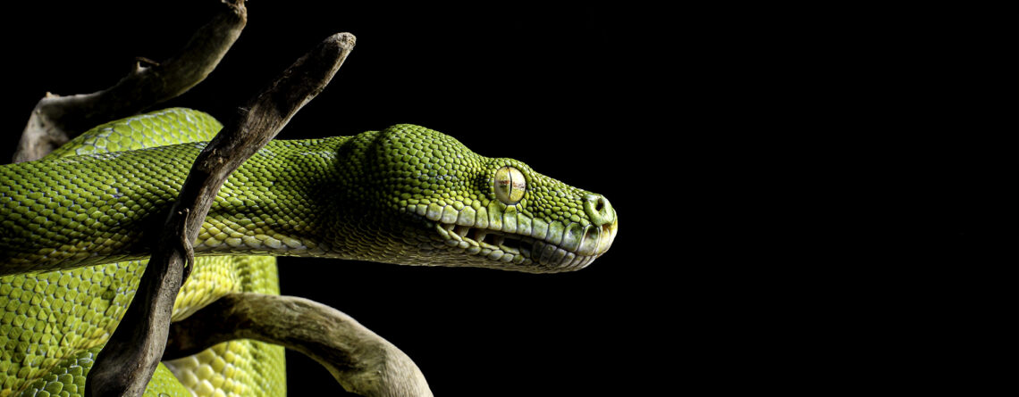 Python Morelia viridis