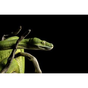 Python Morelia viridis cliché 2