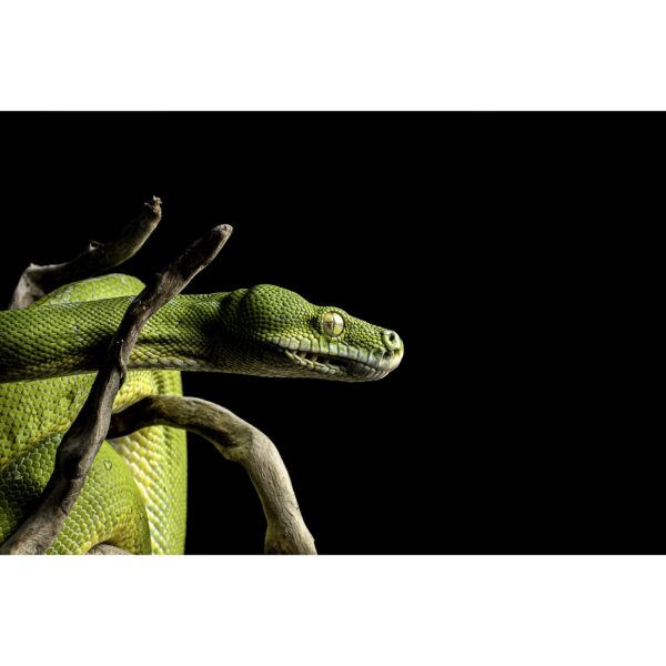 Python Morelia viridis