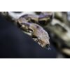 Boa Constrictor